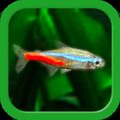 Tropical Fish Tank - Mini Aqua