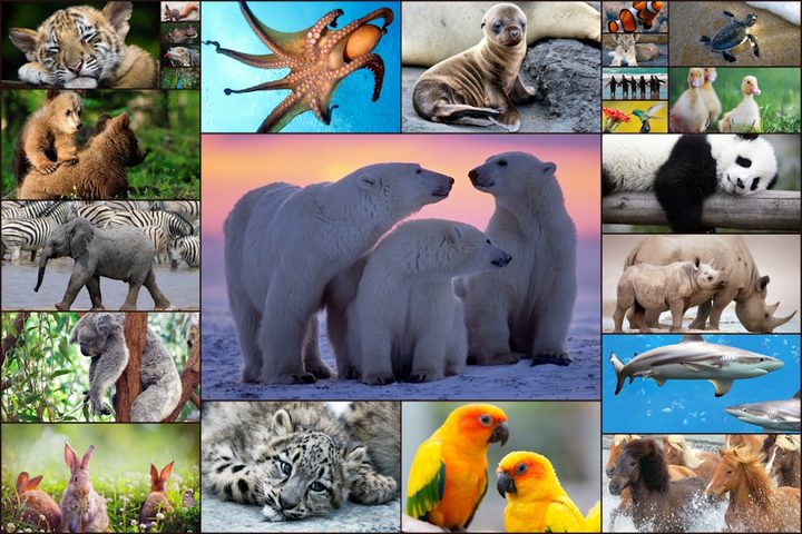 Screenshot 1: Animals Jigsaw Puzzles Game - For Kids & Adults