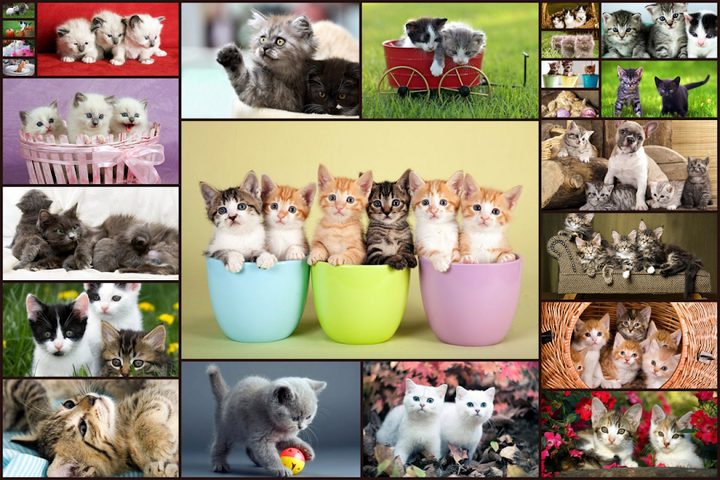 Screenshot 11: Cats Jigsaw Puzzles Games - For Kids & Adults