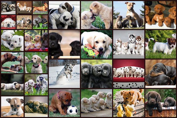 Screenshot 1: Dogs Jigsaw Puzzles Game - For Kids & Adults