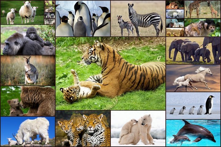 Screenshot 6: Animal Babies Jigsaw Puzzles Game - Kids & Adults