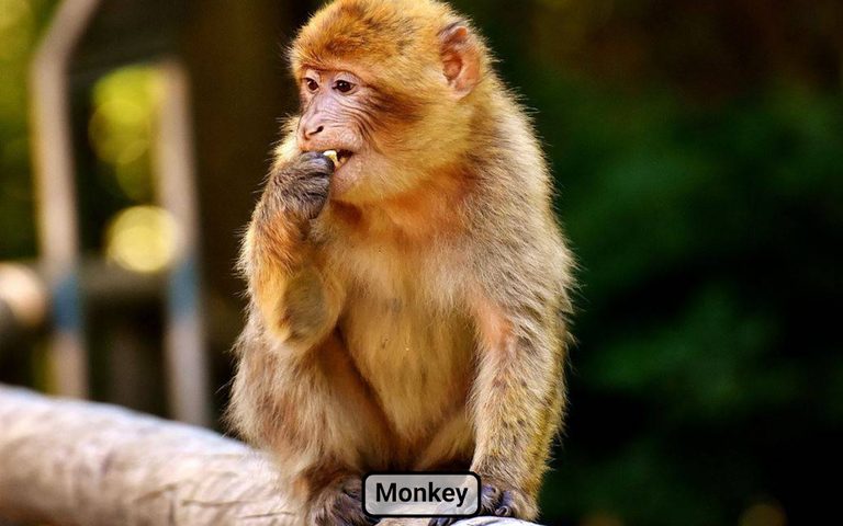 Screenshot 20: Farm animals for toddler Babies card Animal sounds