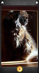 Screenshot 18: Purring cats therapy - jigsaw puzzle