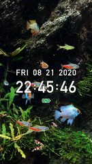 Screenshot 6: Tropical Fish Tank - Mini Aqua