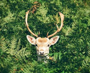 Screenshot 16: Find the difference 300 level Spot the differences