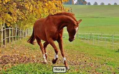 Screenshot 18: Farm animals for toddler Babies card Animal sounds