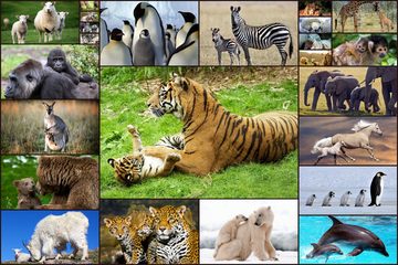 Screenshot 1: Animal Babies Jigsaw Puzzles Game - Kids & Adults