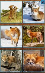 Screenshot 9: Fox Jigsaw Puzzles