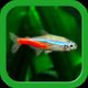 Tropical Fish Tank - Mini Aqua