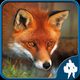 Fox Jigsaw Puzzles