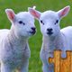 Animals Jigsaw Puzzles Game - For Kids & Adults