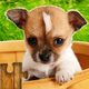 Dogs Jigsaw Puzzles Game - For Kids & Adults